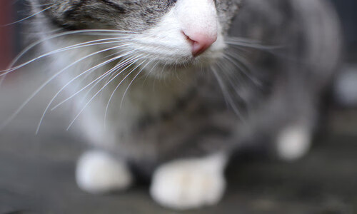 青少年体育培训质量提升，青少年体育培训的政策环境