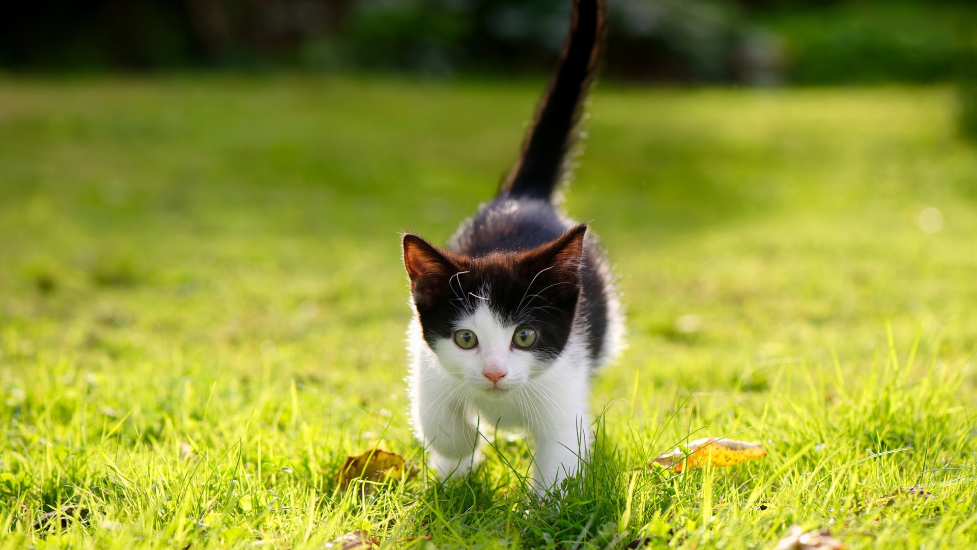 运动科技加速体能评估系统精准落地，体能速度测试